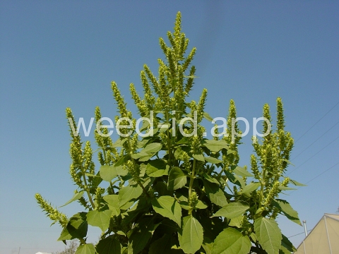 marshelder, annual
